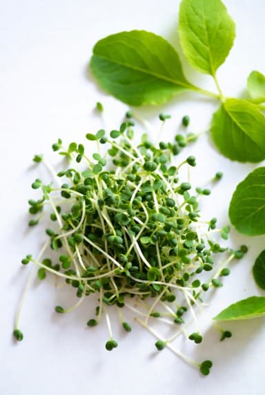 Alfalfa