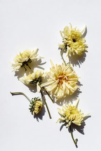 Chinese Chrysanthemum