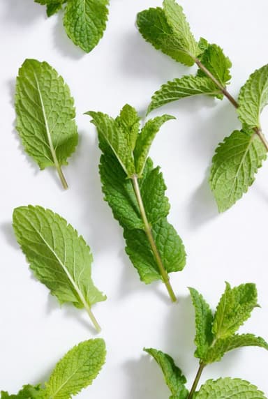 Peppermint