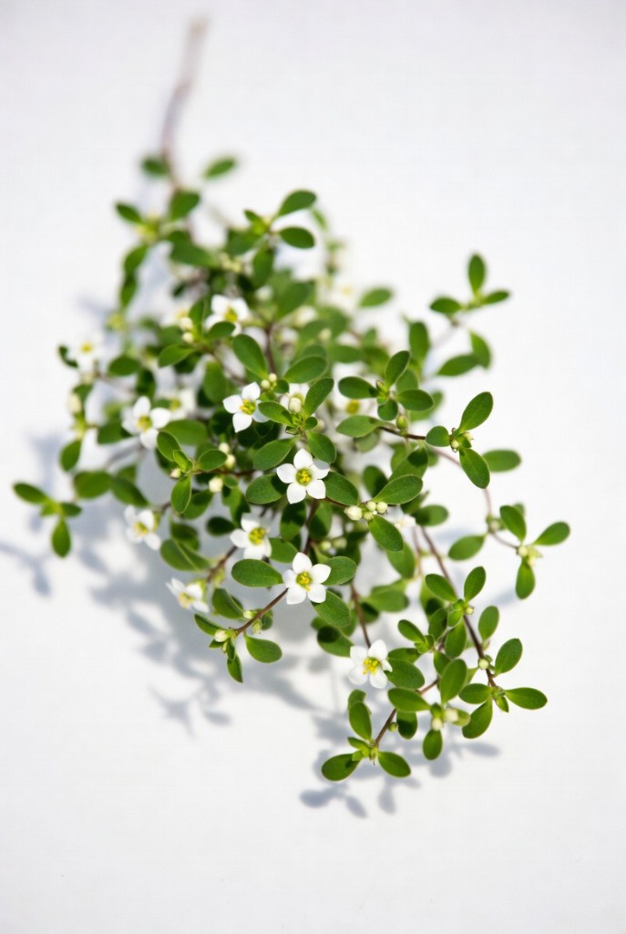 Bacopa monnieri herb